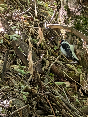 Downy Woodpecker