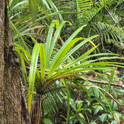 Benstonea monticola, photograph 2