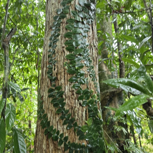 Rhaphidophora hayi, photograph 2