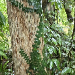 Rhaphidophora hayi, photograph (c) Martin Rady, some rights reserved (CC BY)