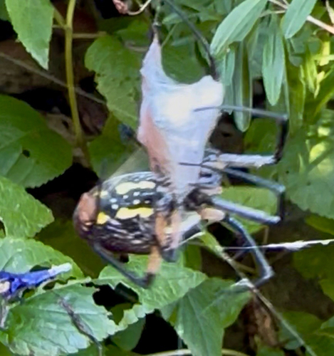 Yellow Garden Spider