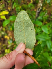 Shepherdia canadensis, photograph (c) Robyn Perkins, some rights reserved (CC BY)