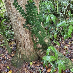 Rhaphidophora hayi, photograph (c) Martin Rady, some rights reserved (CC BY)