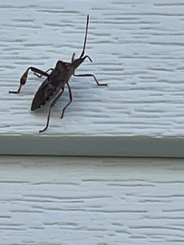 Western Conifer Seed Bug