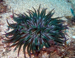 Condylactis aurantiaca