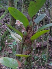 Bulbophyllum microglossum
