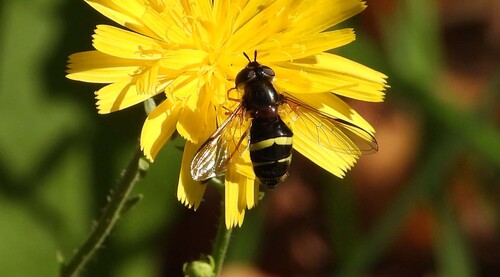 Yellow-girdled Brusheye