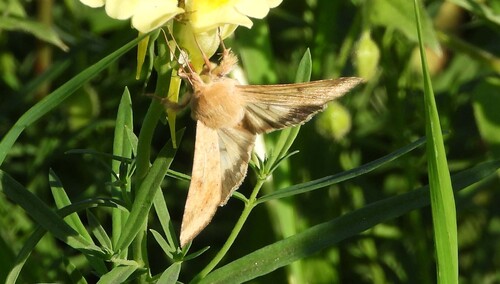Cotton Bollworm Moth