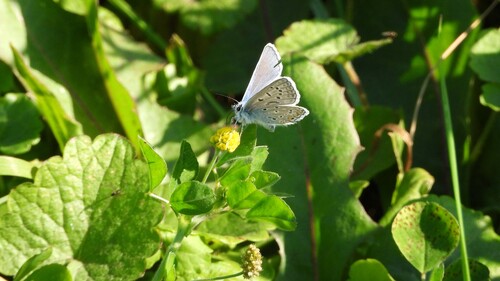 Common Blue