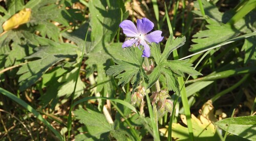 Meadow Crane's-bill