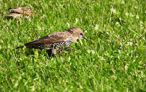European Starling