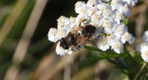 Common Drone Fly