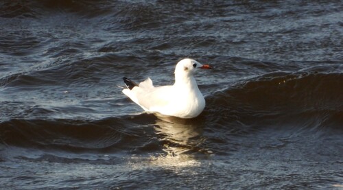 Black-headed Gull