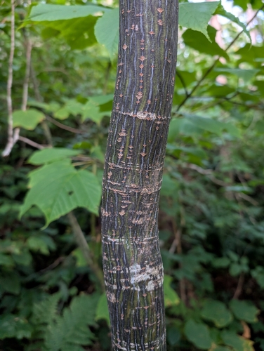 striped maple