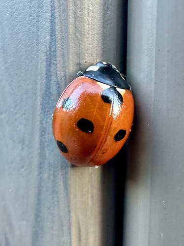 Seven-spotted Lady Beetle