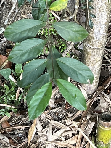 Gynochthodes umbellata observed 2026-09-26