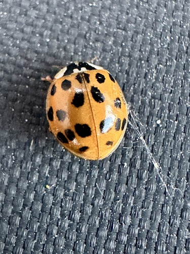 Asian Lady Beetle