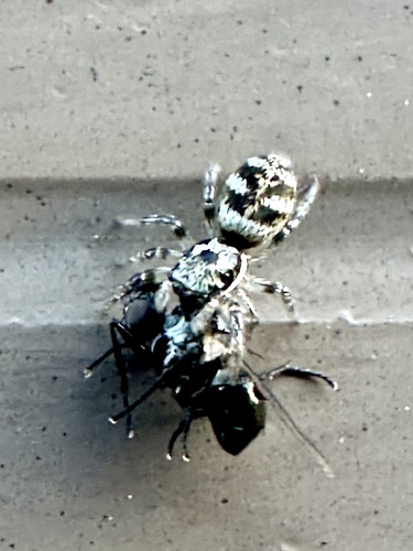 Zebra Jumping Spider