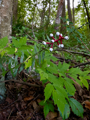white baneberry