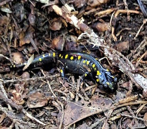 Spotted Salamander