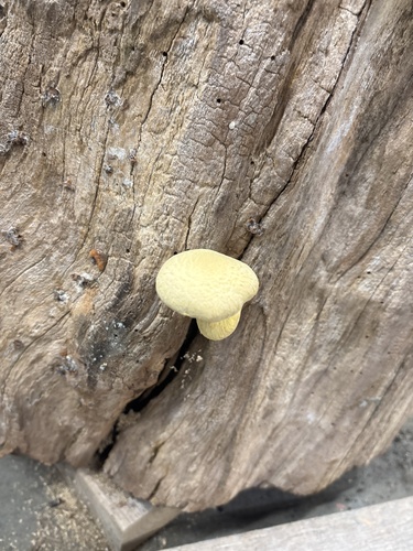 Mushrooms, Bracket Fungi, Puffballs, and Allies