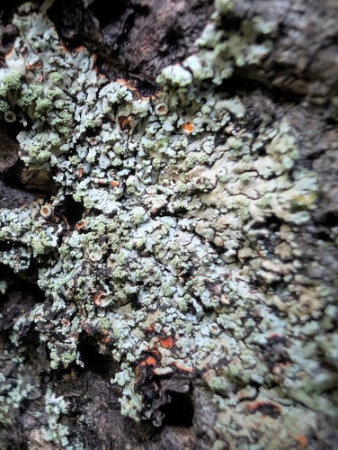 Orange-cored Shadow Lichen