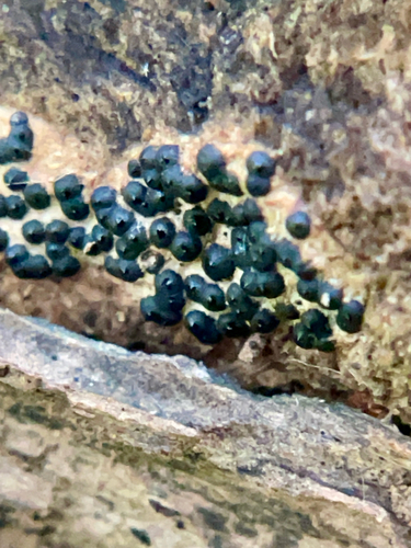 Rosellinia subiculata