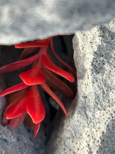 Rhodiola integrifolia, photograph 3