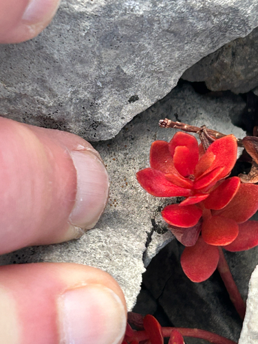 Rhodiola integrifolia, photograph 2