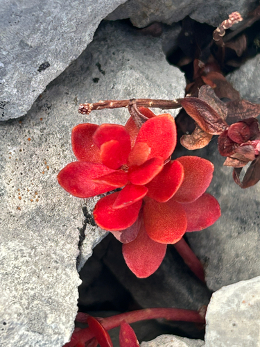 Rhodiola integrifolia