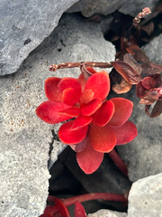 Rhodiola integrifolia