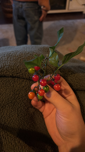 bittersweet nightshade