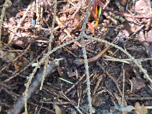 Eastern Red-backed Salamander