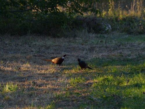 Ring-necked Pheasant