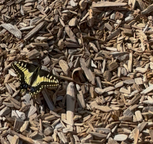 Anise Swallowtail