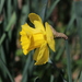 Narcissus - Photo (c) circuscyaneus, some rights reserved (CC BY-NC), uploaded by circuscyaneus