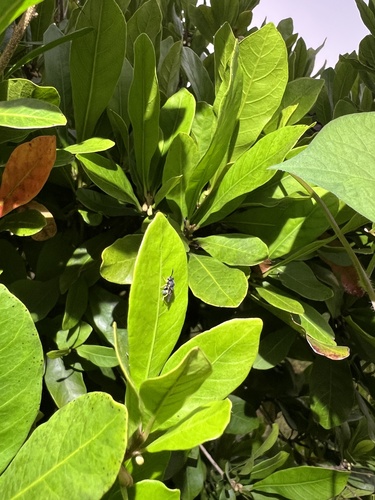 Brachymeria, 2026-09-25