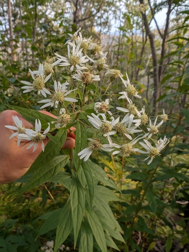 flat-top white aster