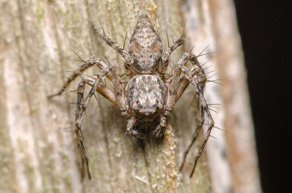 Bark Lynx Spider