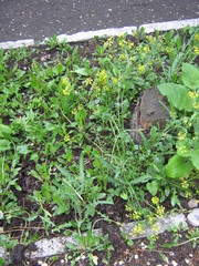 Barbarea vulgaris