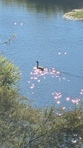 Canada Goose