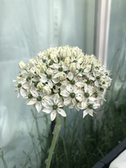 Allium nigrum
