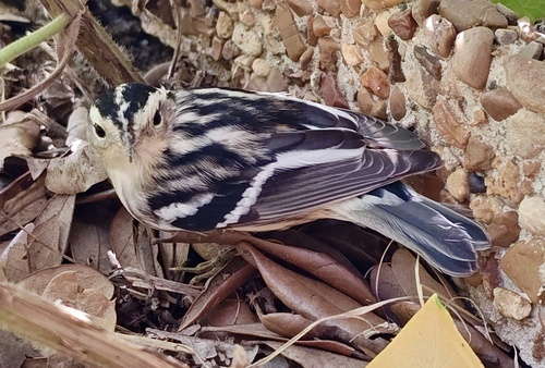 Black-and-white Warbler