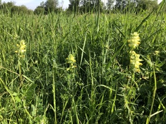 Rhinanthus alectorolophus