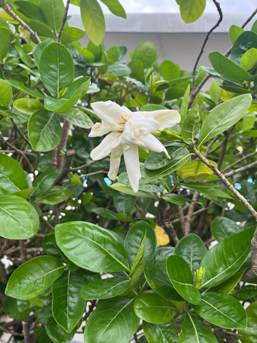 Gardenia taitensis observed 2026-09-23