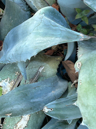Texas Spiny Lizard