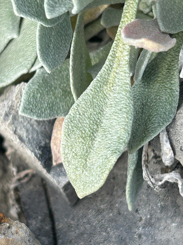 Physaria didymocarpa, photograph 2