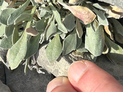 Physaria didymocarpa, photograph (c) scottj800, some rights reserved (CC BY)