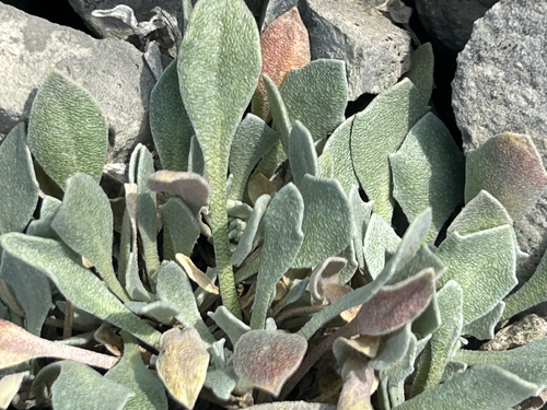 Physaria didymocarpa