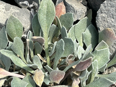 Physaria didymocarpa